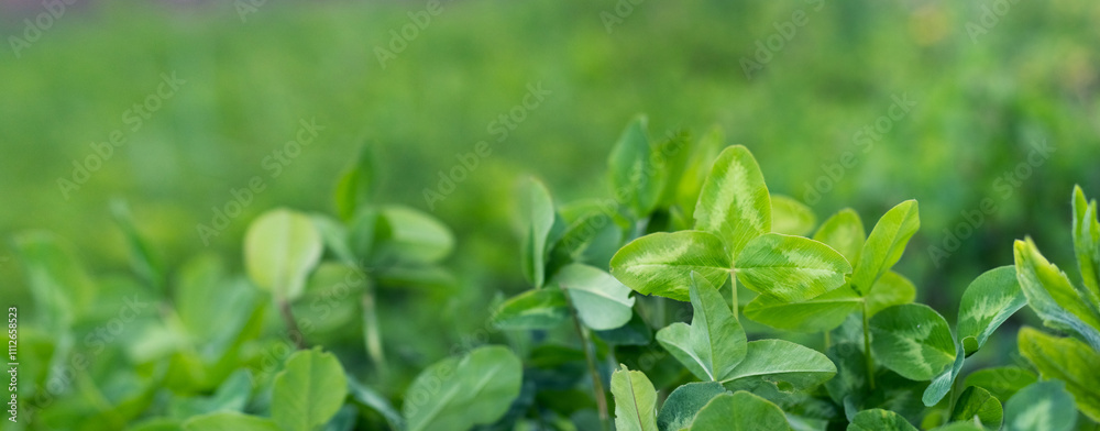 Spring background with green clover leaves Spring background with green clover leaves