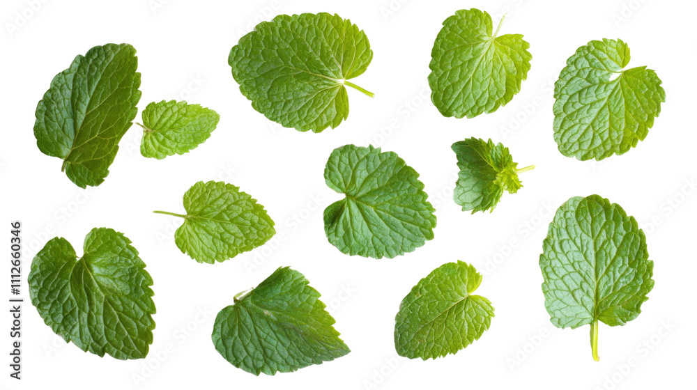 Fresh mint leaves transparent background Fresh mint leaves transparent background