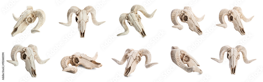 Fototapeta premium Set of many sheep skulls on white background