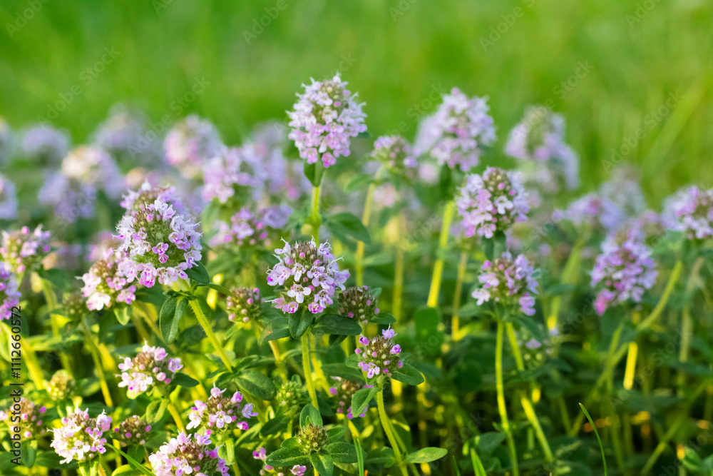 Thyme blooms in the spring. Thyme is a medicinal and honey-bearing plant Thyme blooms in the spring. Thyme is a medicinal and honey-bearing plant