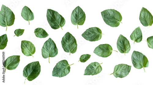 Fresh mint leaves transparent background
