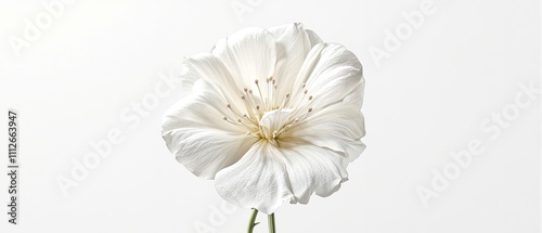 Beautiful white musk mallow flower isolated on white background, beauty, pure