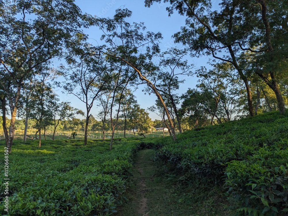Lush tea fields stretch across a hillside, dotted with towering trees. Lush tea fields stretch across a hillside, dotted with towering trees.
