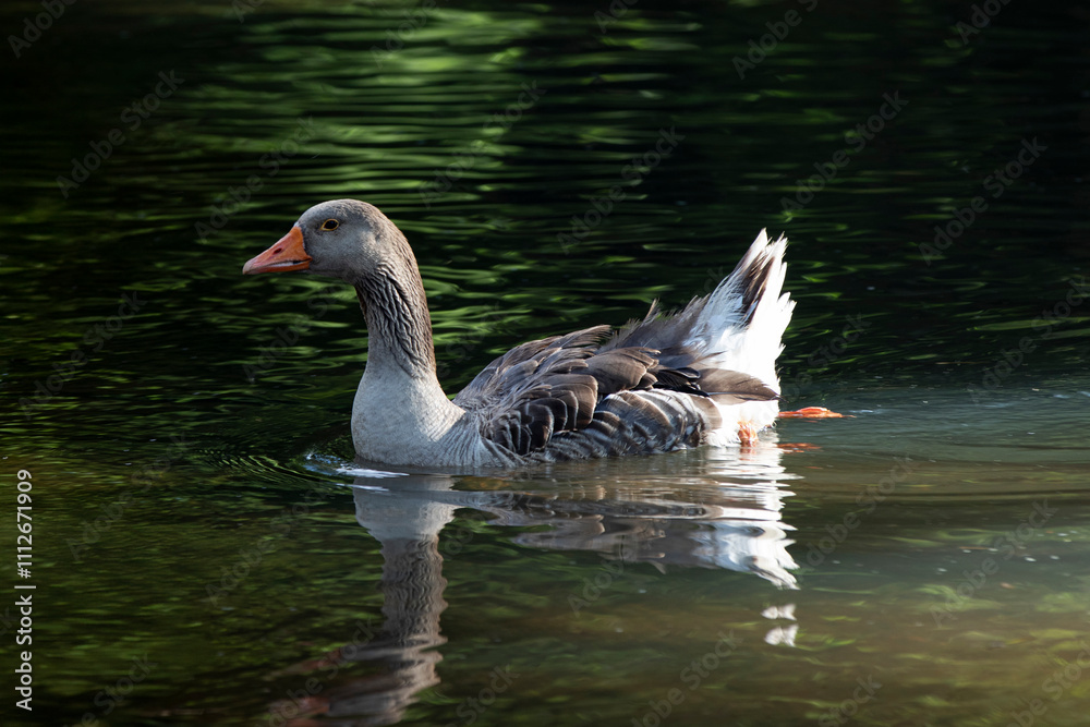 Domestic Goose Swimming Gracefully in a Reflective Pond with Natural Green Light Domestic Goose Swimming Gracefully in a Reflective Pond with Natural Green Light