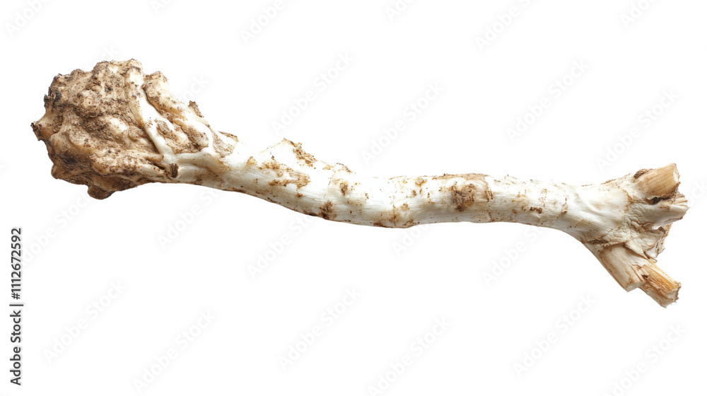 Fresh horseradish root transparent background Fresh horseradish root transparent background