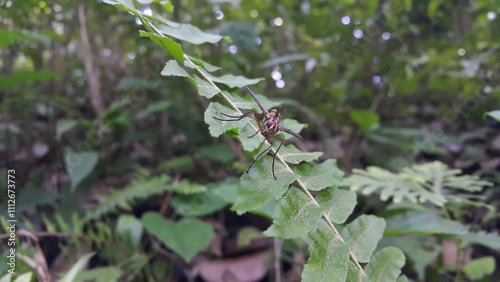 Insect Dexiosoma caninum perched on plant leaves. Photo shot in the forest. Dexiosoma caninum is a European species of fly in the family Tachinidae. photo