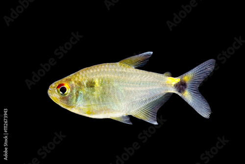 The flame tetra (Hyphessobrycon flammeus)