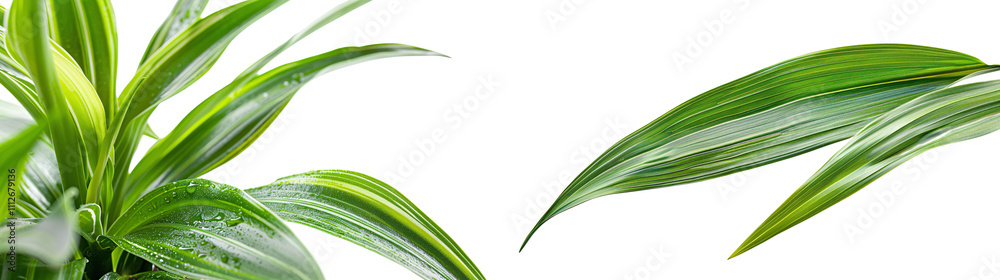 Obraz premium Lush Green Plant Leaves Isolated on White Background for Nature and Home Decor