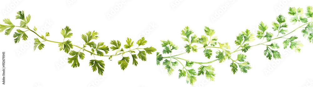 Lush Green Cilantro Leaves on a White Background for Culinary and Gardening Uses Lush Green Cilantro Leaves on a White Background for Culinary and Gardening Uses