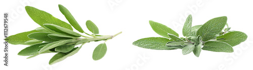 Fresh Green Sage Leaves Isolated on White Background for Culinary and Herbal Use