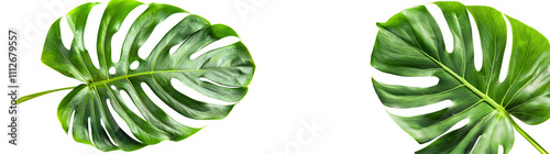 Fresh Green Monstera Leaves Isolated on White Background for Natural Decor and Design