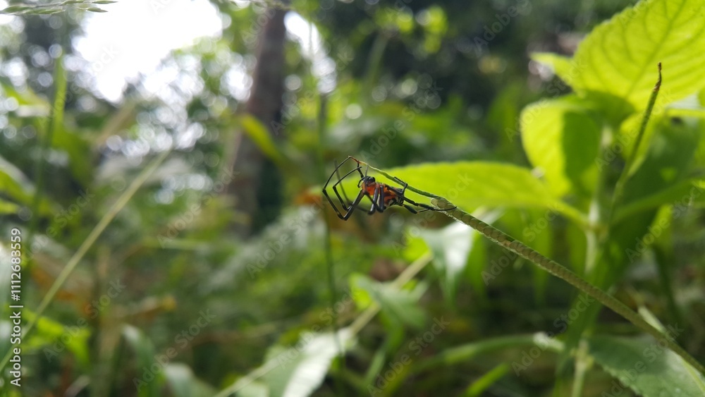 Photo of Pear-shaped Leucauge Spider (Opadometa fastigata) on a plant. Shot in a tropical rainforest. Insect animal. The beauty of nature in the forest. Photo of Pear-shaped Leucauge Spider (Opadometa fastigata) on a plant. Shot in a tropical rainforest. Insect animal. The beauty of nature in the forest.