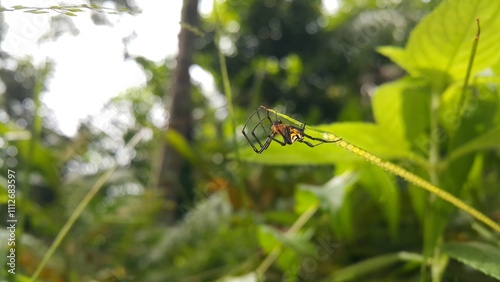 Photo of Pear-shaped Leucauge Spider (Opadometa fastigata) on a plant. Shot in a tropical rainforest. Insect animal. The beauty of nature in the forest.  photo