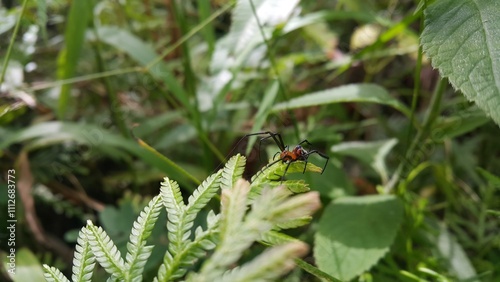 Photo of Pear-shaped Leucauge Spider (Opadometa fastigata) on a plant. Shot on the mountain. Insect animal. The beauty of nature in the forest.  photo