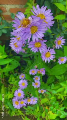 Beautiful Violet Flowers Blooming in My Garden