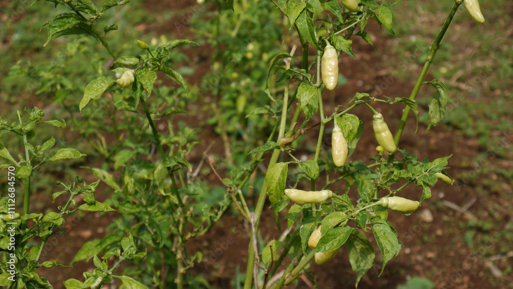 Obraz premium Young green chili plants thriving in the farm, with blurred background fertile soil and fresh green leaves