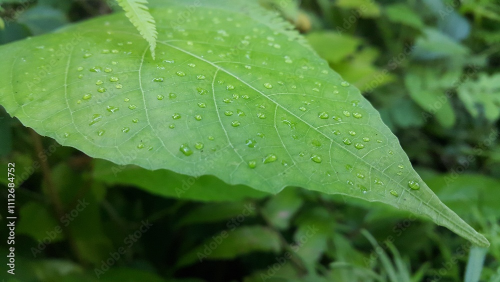 Green leaf with waterdrops after rain. Photo shot in the jungle. Green leaf with waterdrops after rain. Photo shot in the jungle.