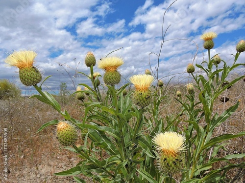 Capricho de hormigas photo