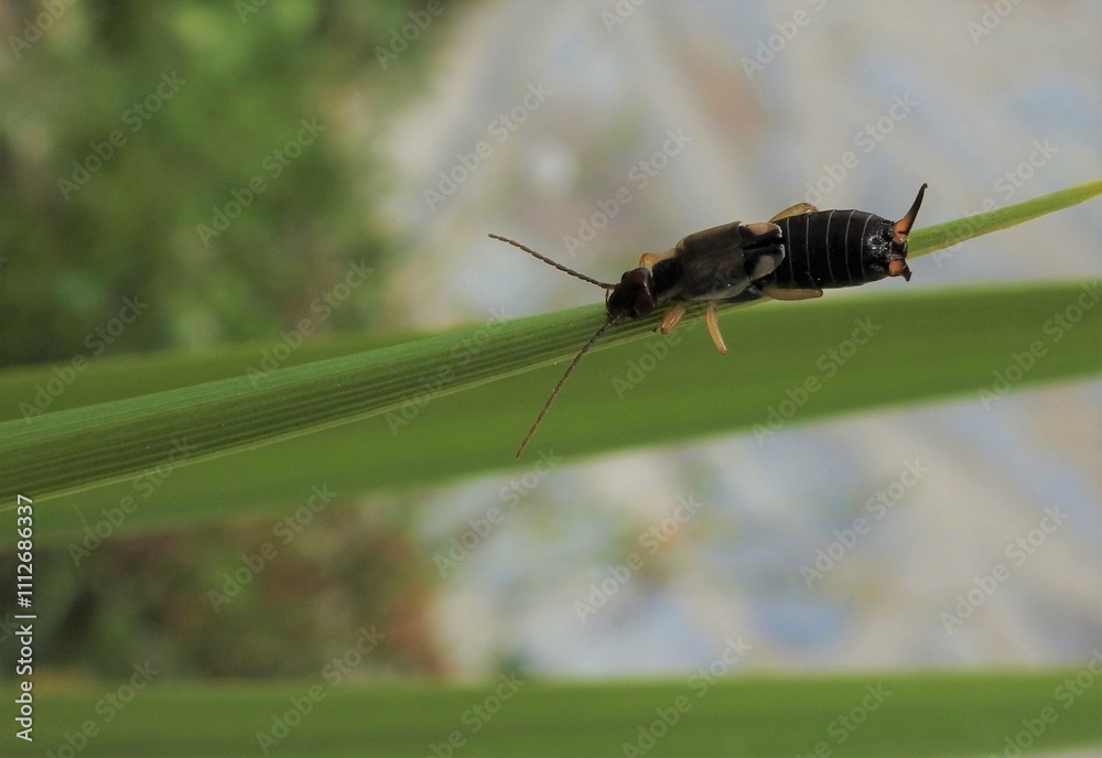 Fototapeta premium Corta y pega