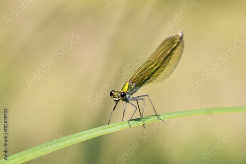 close up of a dragonfly on a leaf