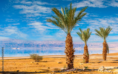 Dead Sea. Three date palms on salty shore. abandoned beach and former swimmin...