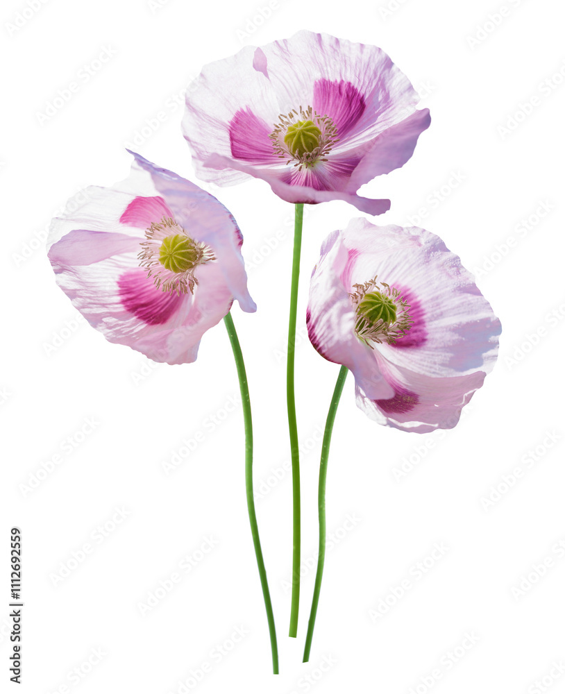 Blooming poppy flowers isolated on transparent background Blooming poppy flowers isolated on transparent background