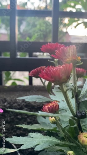 Colorful Flower Display in My Garden Collection