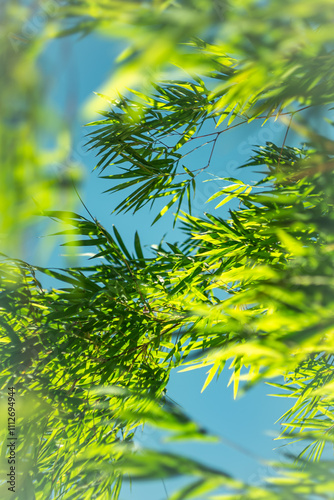 The blade of grass on the head, the front is clear, the back is blurred with bokeh.