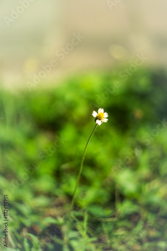 The flowers swayed and blurred