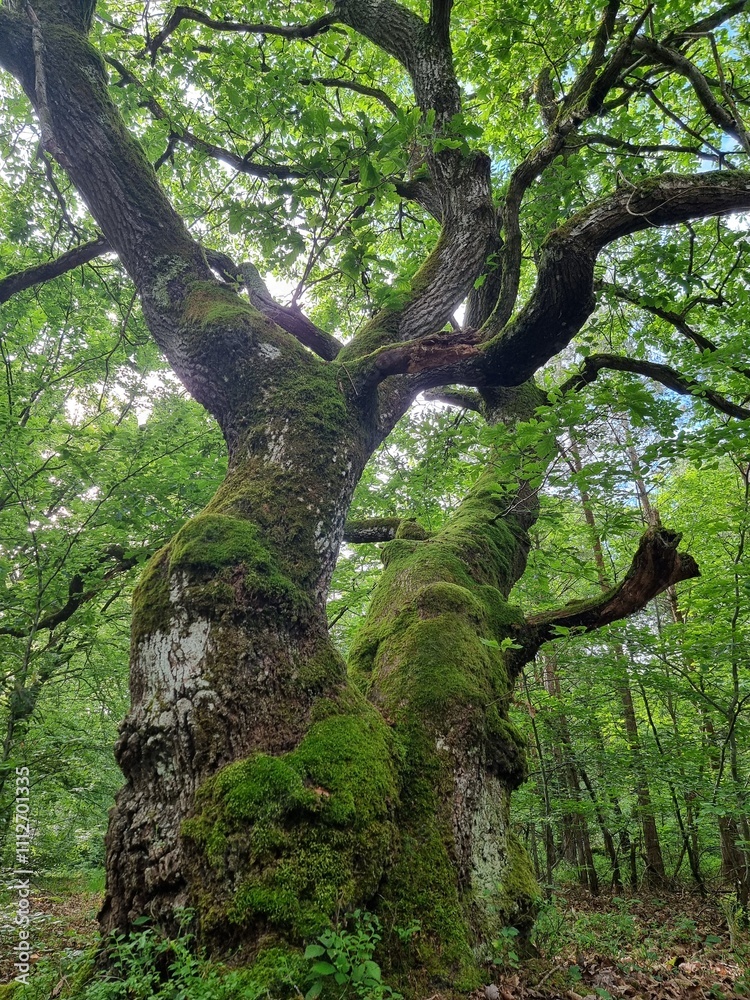 Fototapeta premium Arbre