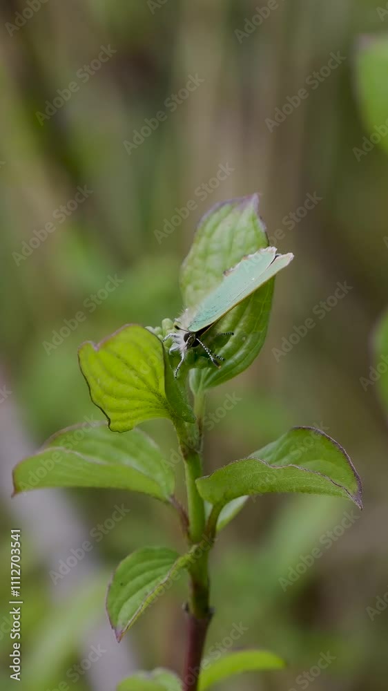 Vertical Video of a Green Hairstreak Resting on Dogwood Flower Head Vertical Video of a Green Hairstreak Resting on Dogwood Flower Head