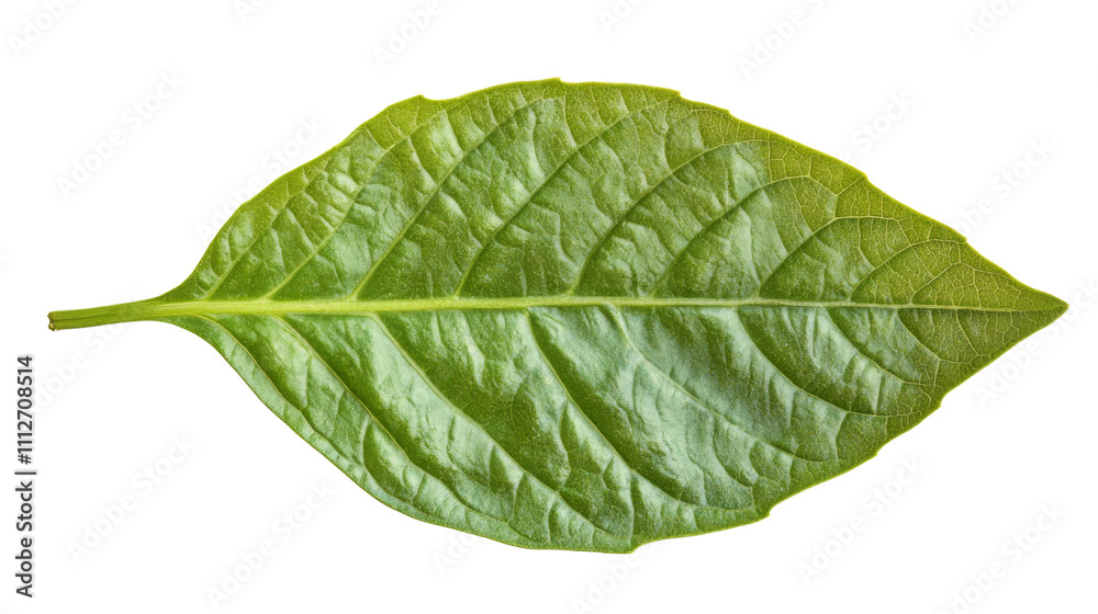 Obraz premium Green leaf transparent background