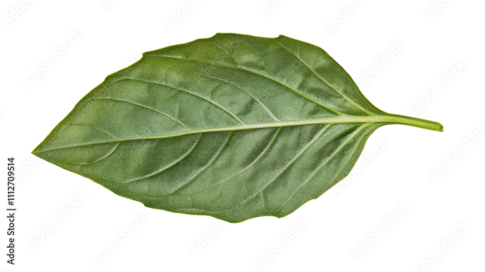 Obraz premium Green leaf transparent background
