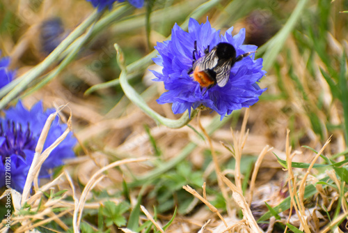 Gros plan d'un bourdon (certainement bombus lapidarius) sur une fleur de bleuet (Centaurea cyanus) photo