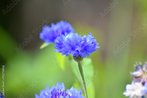 Gros plan sur une fleur de bleuet (Centaurea cyanus)