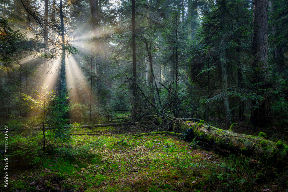 Fototapeta premium Beautiful sunny morning in green forest