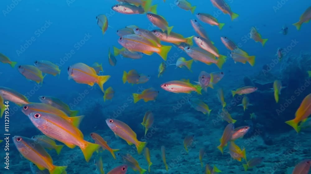 School of tropical fish swimming in the blue ocean. Underwater video from scuba diving on the deep coral reef. Fish in the deep. Marine wildlife. Aquatic life footage. School of tropical fish swimming in the blue ocean. Underwater video from scuba diving on the deep coral reef. Fish in the deep. Marine wildlife. Aquatic life footage.