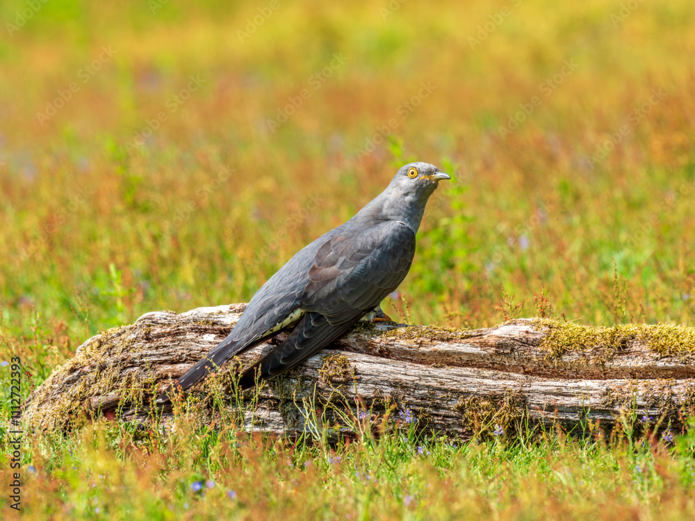 Cuckoo ( Cuculus canorus ) on a log Cuckoo ( Cuculus canorus ) on a log