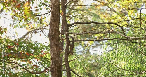 A squirrel scurries down a tree in a well-lit suburban back yard forest in Chapel Hill, North Carolina in autumn.  photo