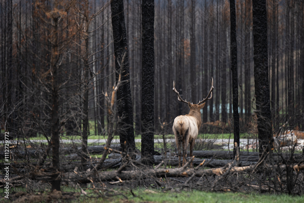 Elk in the woods, Canada
