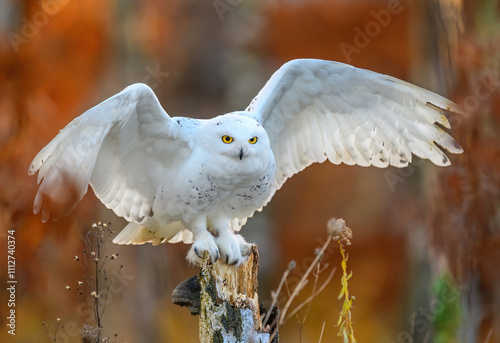 Obraz na plátně Snowy owl ( bubo scandiacus ) close up