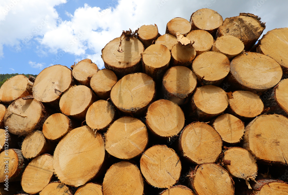 background of a stack of cut trees in the forest for the furniture industry background of a stack of cut trees in the forest for the furniture industry
