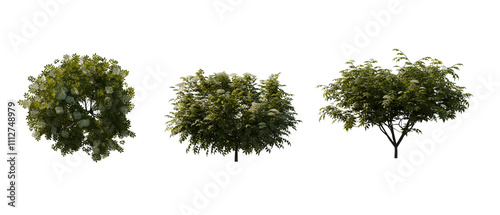 Set of shrub sambucus  - Front and top view, transparent background, png 