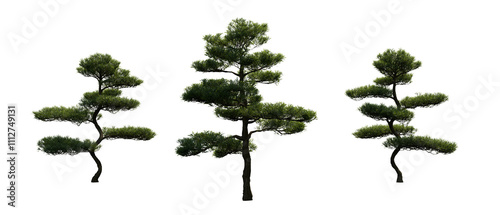 Set trees -  podocarpus macrophyllus - Front view, transparent background, png 