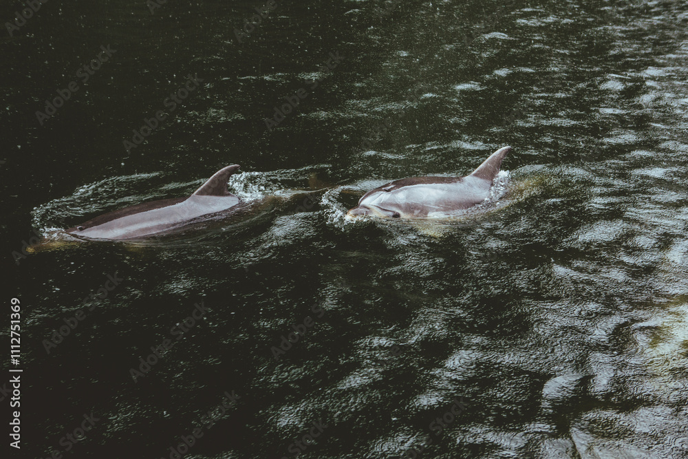 Fototapeta premium Bottlenose dolphins in the wild, at Milford Sound (Piopiotahi) during New Zealand winter