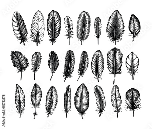 Engraving feathers. Fluffy birds plumage, poets and writers writing calligraphy plume quills accessories, hand drawn black ink sketch isolated vectors on white background