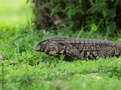 Canvas Print Argentine Black and White Tegu in green grass