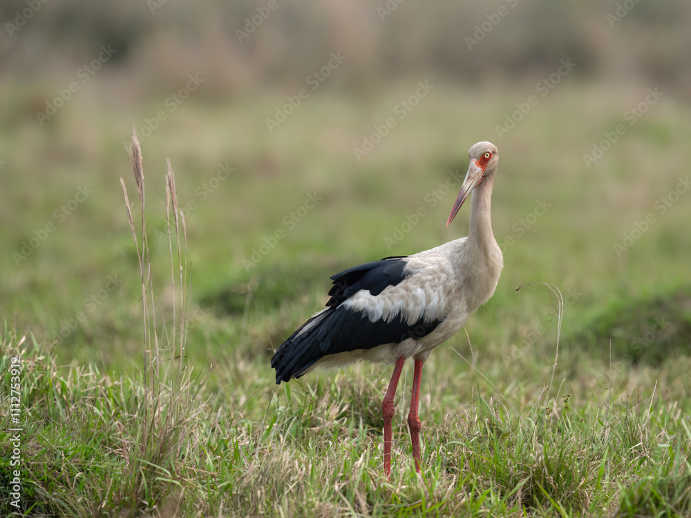 Maguari Stork standing in the field against the grassy background Maguari Stork standing in the field against the grassy background