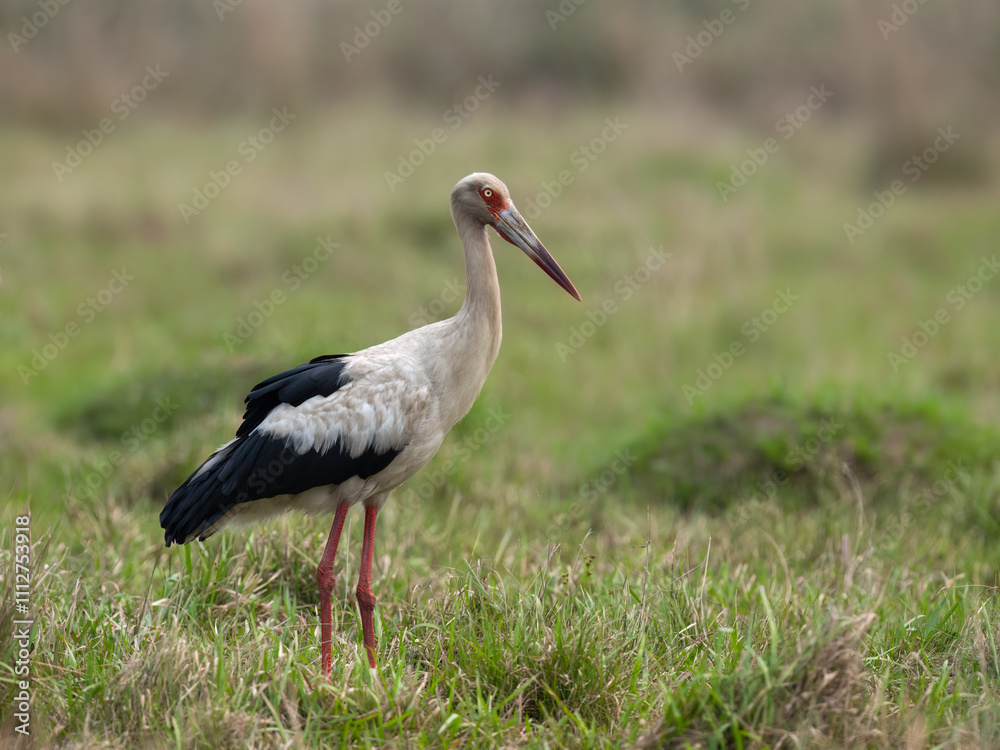 Fototapeta premium Maguari Stork standing in the field against the grassy background