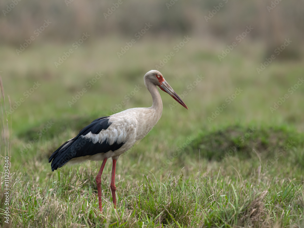 Maguari Stork standing in the field against the grassy background